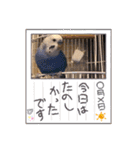ぴーちゃんのぴぴぴスタンプ2（個別スタンプ：19）