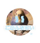 ぴーちゃんのぴぴぴスタンプ2（個別スタンプ：22）