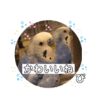 ぴーちゃんのぴぴぴスタンプ2（個別スタンプ：25）