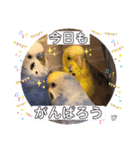 ぴーちゃんのぴぴぴスタンプ2（個別スタンプ：29）