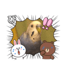 ぴーちゃんのぴぴぴスタンプ2（個別スタンプ：40）