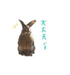 牧場の動物スタンプ（個別スタンプ：22）