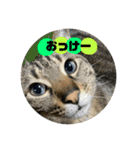 多田家の日常（個別スタンプ：2）