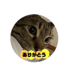 多田家の日常（個別スタンプ：3）