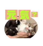 しんたま日和（個別スタンプ：2）