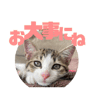 しんたま日和（個別スタンプ：3）
