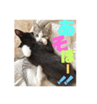 しんたま日和（個別スタンプ：5）