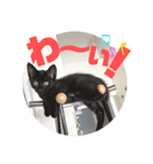しんたま日和（個別スタンプ：6）
