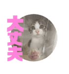 しんたま日和（個別スタンプ：9）