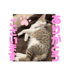 しんたま日和（個別スタンプ：10）