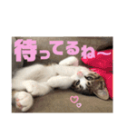 しんたま日和（個別スタンプ：12）
