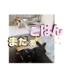 しんたま日和（個別スタンプ：13）