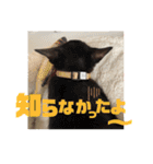 しんたま日和（個別スタンプ：14）