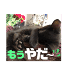 しんたま日和（個別スタンプ：15）