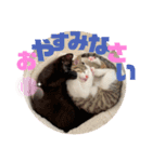 しんたま日和（個別スタンプ：16）