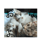 猫集合 幼少期ver（個別スタンプ：1）