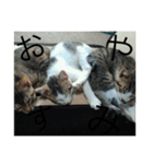 猫集合 幼少期ver（個別スタンプ：2）