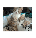 猫集合 幼少期ver（個別スタンプ：3）