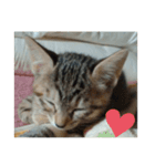 猫集合 幼少期ver（個別スタンプ：4）