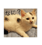 猫集合 幼少期ver（個別スタンプ：5）