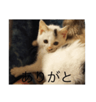 猫集合 幼少期ver（個別スタンプ：6）