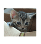 猫集合 幼少期ver（個別スタンプ：7）