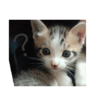 猫集合 幼少期ver（個別スタンプ：8）
