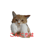 そらうみりく3にゃん＋コト姉スタンプ（個別スタンプ：4）