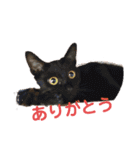 そらうみりく3にゃん＋コト姉スタンプ（個別スタンプ：8）