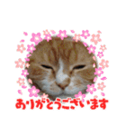そらうみりく3にゃん＋コト姉スタンプ（個別スタンプ：10）