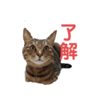 そらうみりく3にゃん＋コト姉スタンプ（個別スタンプ：11）
