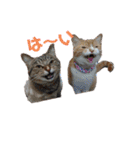 そらうみりく3にゃん＋コト姉スタンプ（個別スタンプ：13）