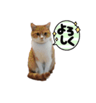 そらうみりく3にゃん＋コト姉スタンプ（個別スタンプ：17）
