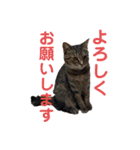 そらうみりく3にゃん＋コト姉スタンプ（個別スタンプ：18）
