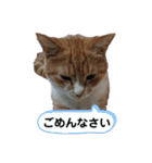 そらうみりく3にゃん＋コト姉スタンプ（個別スタンプ：19）