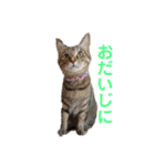 そらうみりく3にゃん＋コト姉スタンプ（個別スタンプ：30）
