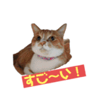 そらうみりく3にゃん＋コト姉スタンプ（個別スタンプ：32）
