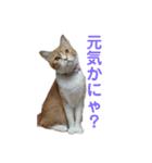 そらうみりく3にゃん＋コト姉スタンプ（個別スタンプ：35）
