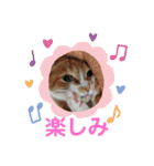 そらうみりく3にゃん＋コト姉スタンプ（個別スタンプ：36）
