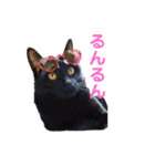 そらうみりく3にゃん＋コト姉スタンプ（個別スタンプ：37）