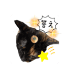 猫村(勉強を教える猫達)（個別スタンプ：3）