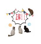 猫村(勉強を教える猫達)（個別スタンプ：5）