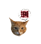 猫村(勉強を教える猫達)（個別スタンプ：7）