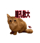 猫村(勉強を教える猫達)（個別スタンプ：9）