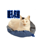 猫村(勉強を教える猫達)（個別スタンプ：10）