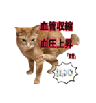 猫村(勉強を教える猫達)（個別スタンプ：17）