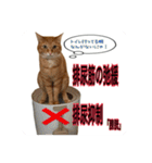 猫村(勉強を教える猫達)（個別スタンプ：19）