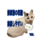 猫村(勉強を教える猫達)（個別スタンプ：20）