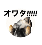 タカノさん家の7ちいたち(ぷらすあるふぁ)（個別スタンプ：4）