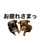 タカノさん家の7ちいたち(ぷらすあるふぁ)（個別スタンプ：10）